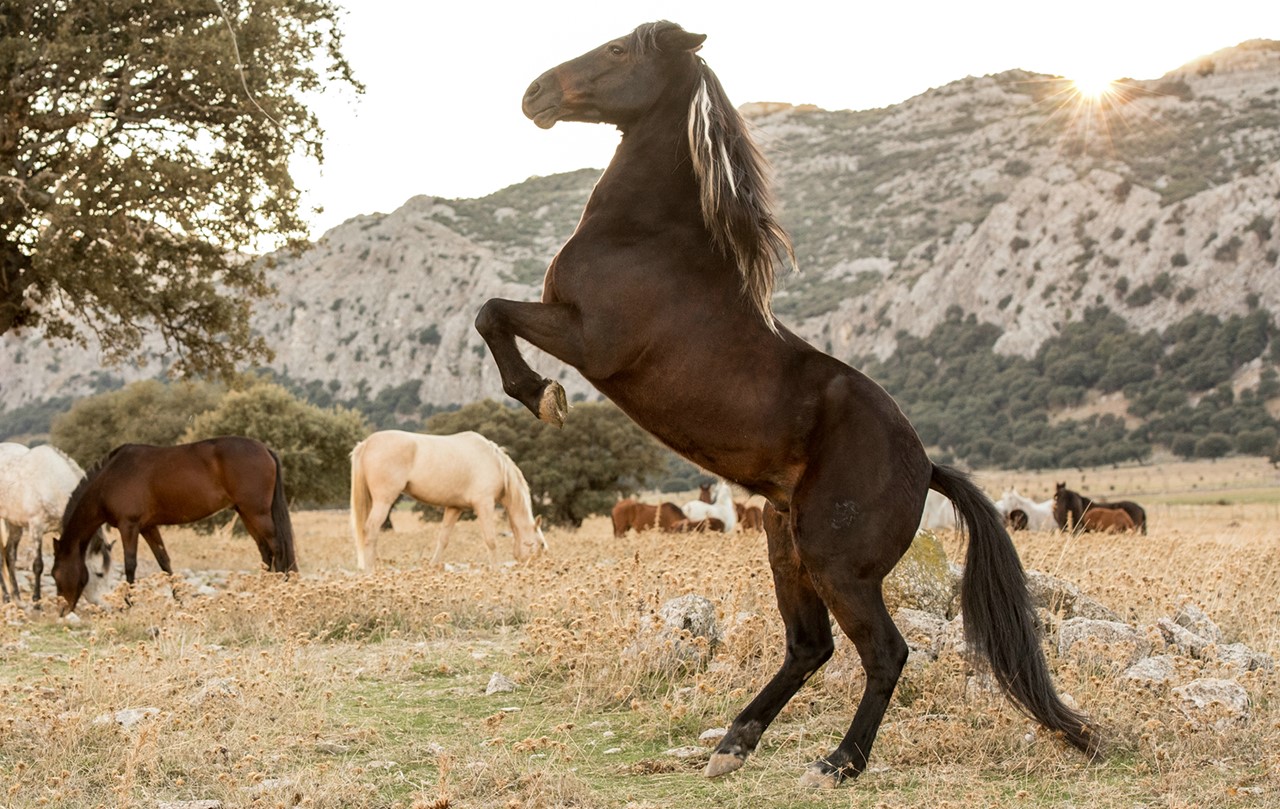 SNEAK PEEK: WINDSTORM AND THE WILD HORSES