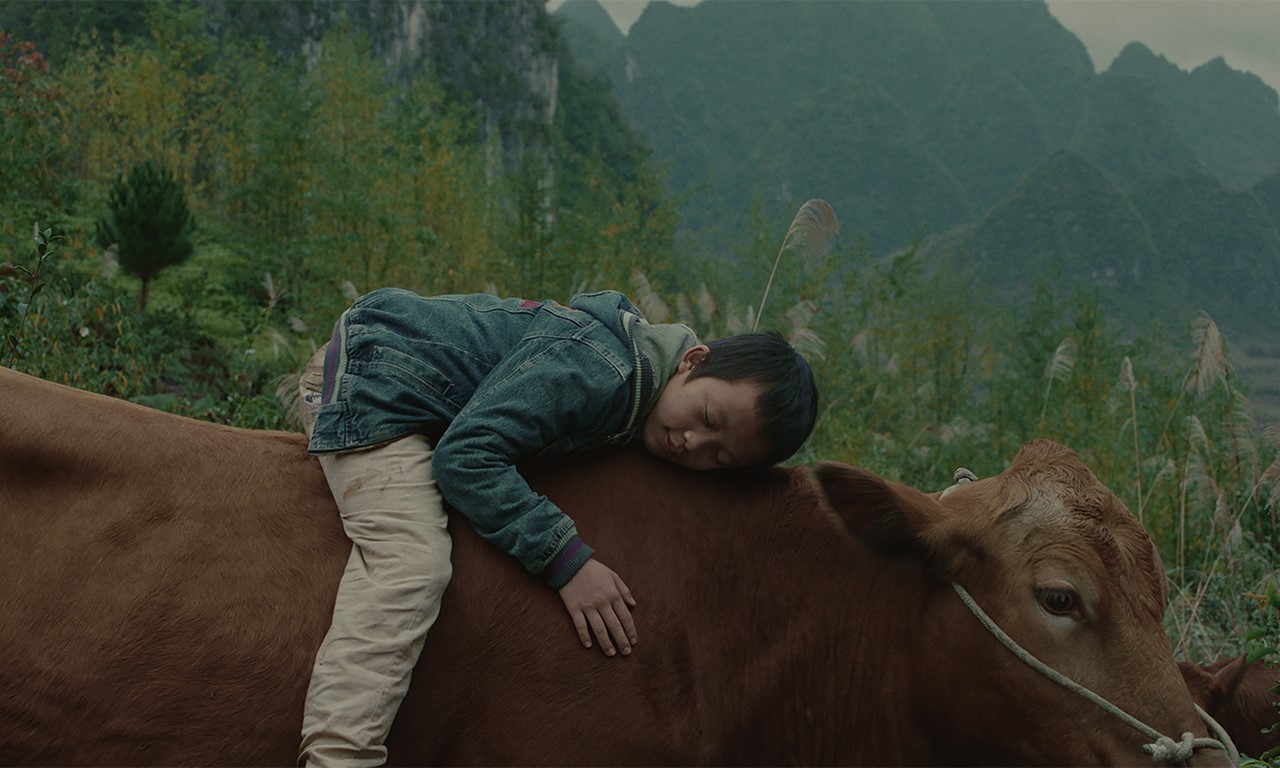 XIAOHUI AND HIS COWS